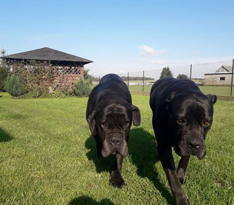 Szaman adoptowany już bardzoooooo dawno temu wpadł się też przywitać i zameldować, że wszystko u niego wspaniale 